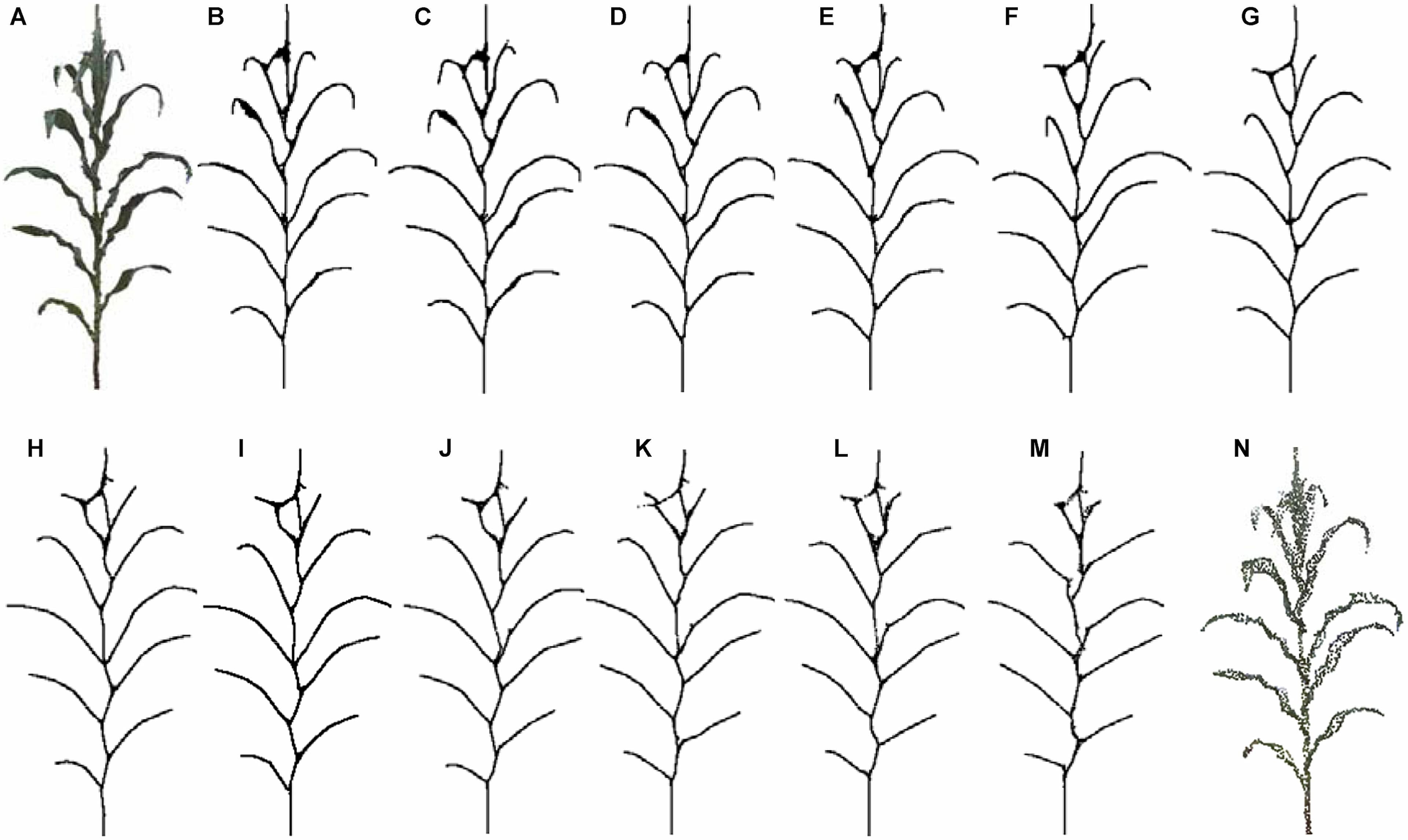 Skeleton contraction effect of different number of input points, (A) and (N) are point clouds of maize plants with points 142,579 and 2,615, respectively. (B) Num = 142,579. (C) Num = 100,213. (D) Num = 68,789. (E) Num = 39,857. (F) Num = 25,110. (G) Num = 15,820. (H) Num = 11,047. (I) Num = 8725. (J) Num = 6805. (K) Num = 5044. (L) Num = 3826. (M) Num = 2615.