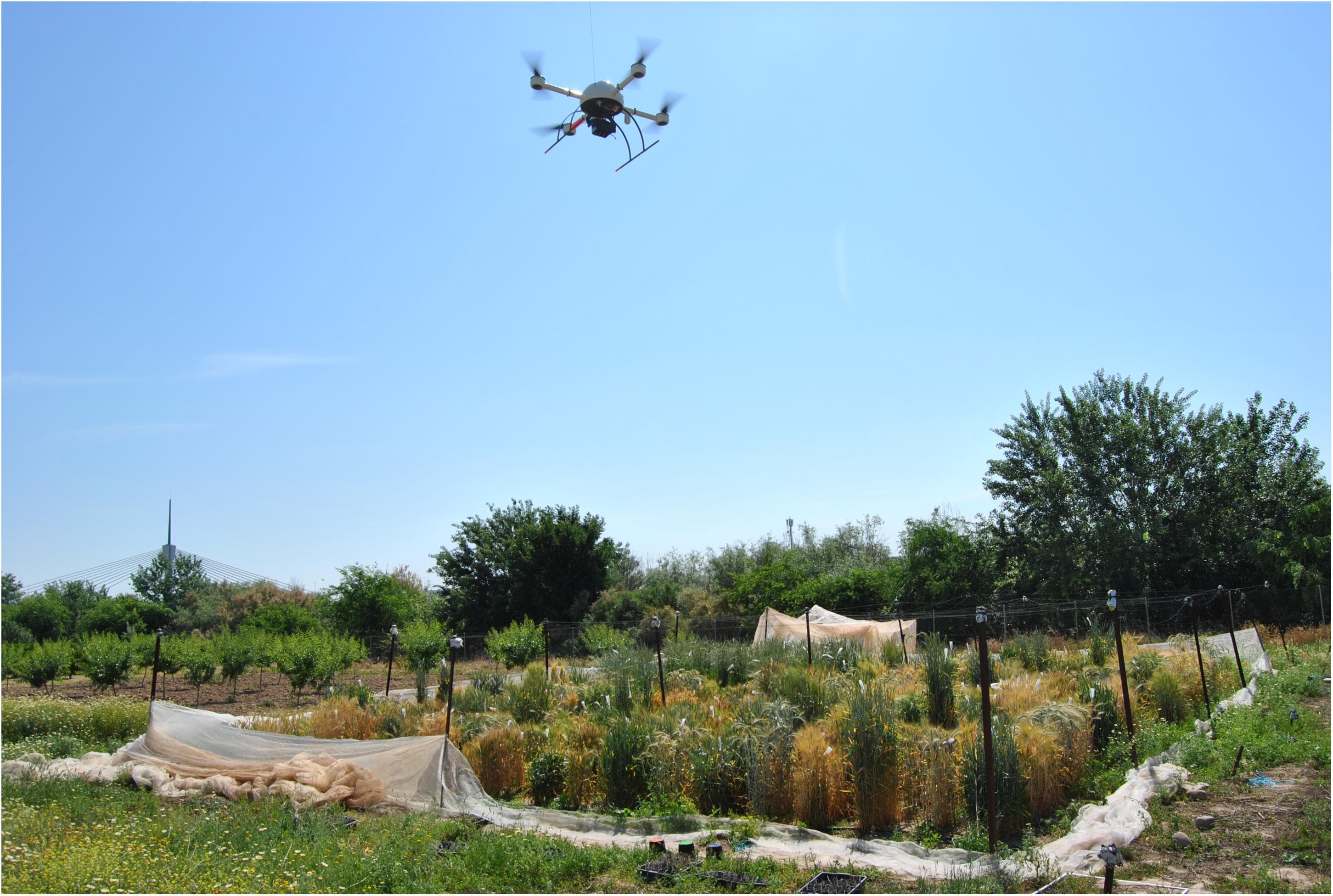 The UAV with the multi-spectral camera flying toward the experimental field on the 7th date (175 DAS).