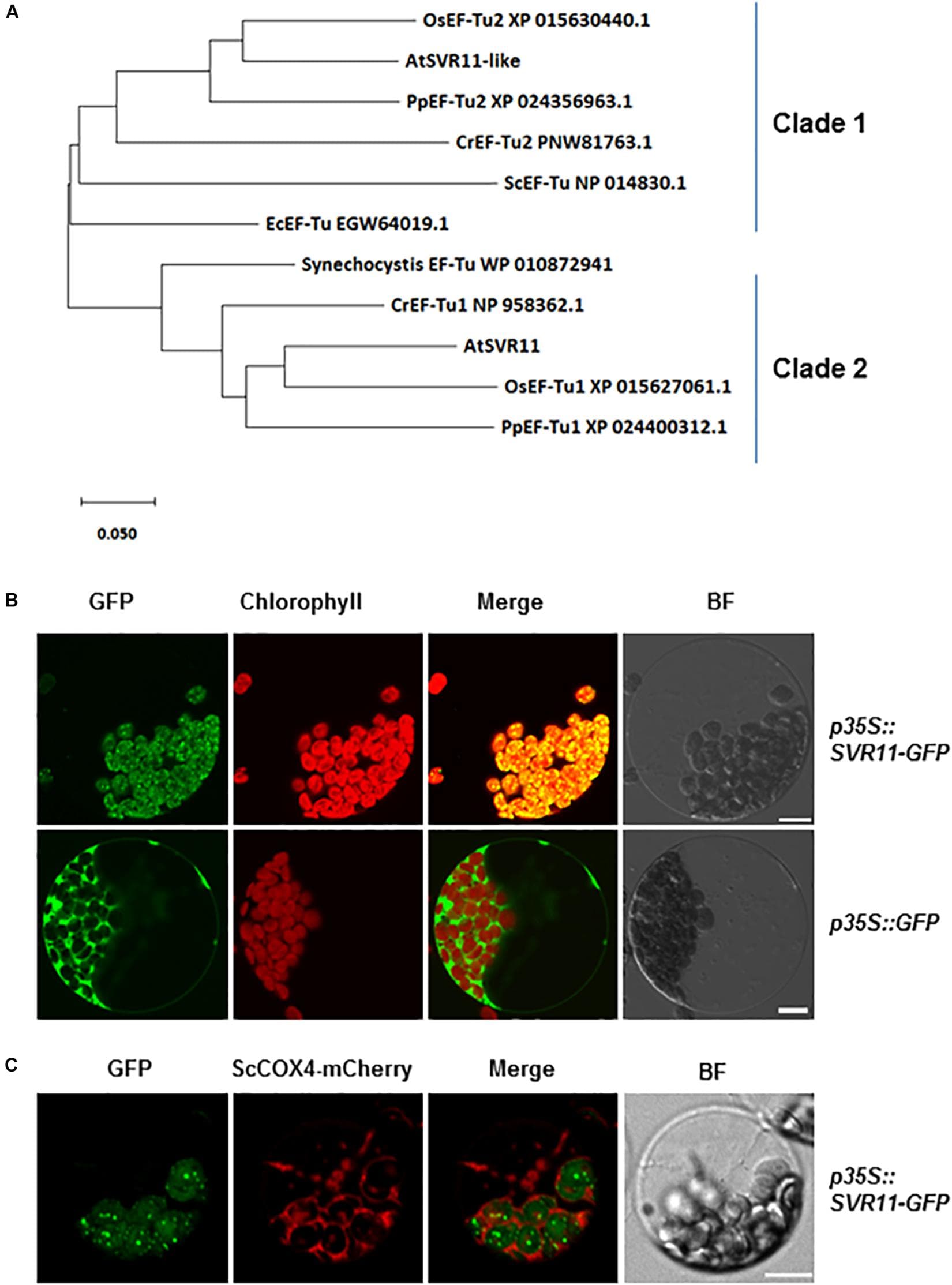 Evolutionary relationships of SVR11 homologs and subcellular localization of SVR11. (A) Phylogenetic analysis of the SVR11 protein family. Full-length protein sequences of SVR11 homologous proteins of different species indicated by the accession numbers were obtained from NCBI using BLASTP. The neighbor-joining algorithm was used to generate the initial tree. (B) Leaf protoplasts prepared from wild type Arabidopsis plants were transformed with the p35S::SVR11-GFP fusion construct or the control construct p35S::GFP. Confocal microscopy was used to monitor fluorescence signals from the GFP channel (500–550 nm) and chlorophyll autofluorescence (663–738 nm). Bright field (BF) images served as controls for protoplast integrity. (C) Transient expression of p35S::SVR11-GFP fusion protein in protoplasts isolated from plants expressing a mitochondrion marker ScCOX4-mCherry (570–620 nm). Representative images of a single protoplast are shown. Bar stands for 10 μm.