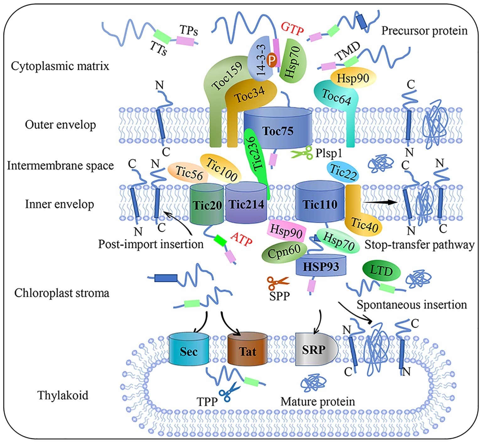 Flow chart of plant chloroplast protein import. Precursor protein entered the intermembrane space through the Toc complex after recognition by the guidance complex. With the aid of molecular chaperones and stroma processing peptidase, precursor protein is then translocated into the chloroplast stroma through the Tic complex. Preproteins target the inner membrane through post-import insertion and stop-transfer pathways. Preproteins can also be inserted into the thylakoid membrane through SRP or spontaneous insertion and translocation across the thylakoid membrane through the Sec and Tat complex, respectively. Plsp1: plastid type I signal peptidase 1; Sec: secretion; SPP: stromal processing peptidase; SRP: signal recognition particle; Tat: twin-arginine translocation; Tic: translocon at the inner envelope membrane of chloroplasts; TMD: transmembrane domain; Toc: translocon at the outer envelope membrane of chloroplasts; TPs: transit peptide sequence; TTs: thylakoid targeting sequence.
