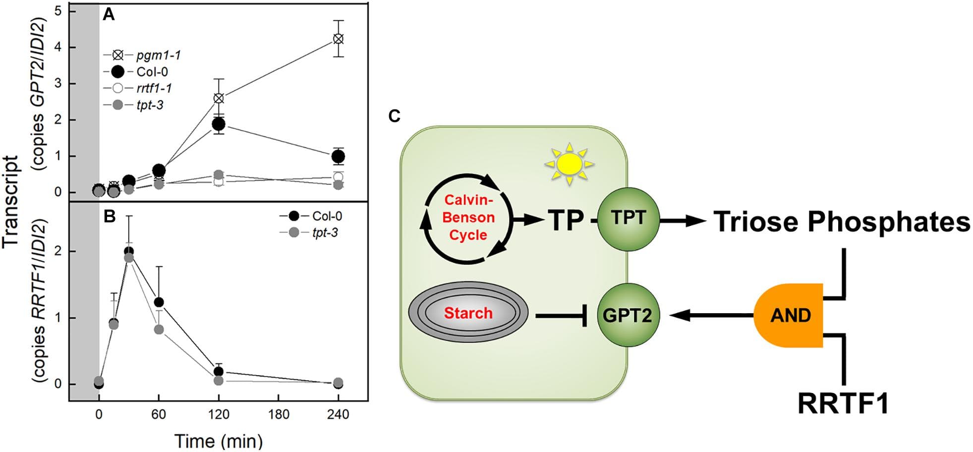 Expression of GPT2 and RRTF1 in response to an increase in PFD from 120 to 500 μmol m–2 s–1 Ca 400 ppm in Col-0 and mutants and model of transcriptional regulation of GPT2. (A) qPCR data of expression of GPT2 in Col-0 and pgm1-1, rrtf1-1, and tpt-3 mutants. n = 5 (B) qPCR data of expression of RRTF1 in Col-0 and tpt-3 mutant. n = 5 (C) Model of transcriptional regulation of GPT2 expression. Triose phosphates in the cytosol and RRTF1 are both required for expression of GPT2 (shown as an “AND” logic gate) while starch synthesis represses GPT2 expression.