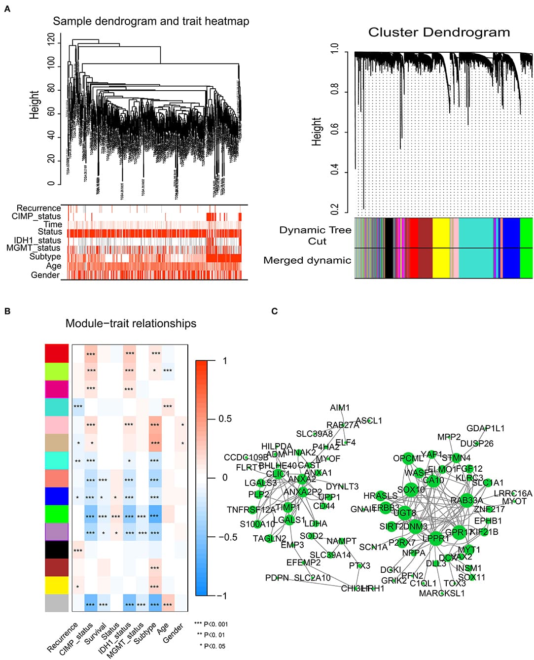 Network construction of the weighted co-expressed genes and their associations with clinical traits. (A) Hierarchical clustering tree of the TCGA-GBM samples based on the training cohort. Dendrogram tips are labeled with the TCGA-GBM unique name. In the hierarchical dendrogram, lower branches correspond to higher co-expression. The branches of the cluster dendrogram correspond to the 15 different gene modules based on topological overlaps. Each piece of the leaves on the cluster dendrogram represents a gene. (B) Module-trait relationships. The background colors of the numbers represent the strength of the correlation between the gene module and the clinical traits, which increased from blue to red. Each column corresponds to a clinical trait. (C) Visualization of the co-expression network of the green module. The larger the nodes and the numerous edges, the more significant the gene is. Based on weight, not all genes were represented.