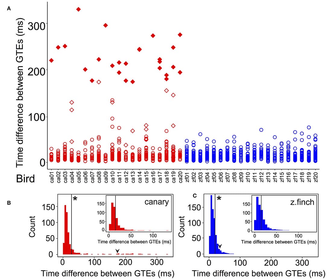 Time differences between GTEs of each bird and grouped by species. (A) Time differences between GTEs for canaries (red markers) and zebra finches (blue markers). In canaries, diamonds indicate that the time difference belongs to a whistle syllable. Note that every canary has at least one diamond. The largest time differences of the canary distribution (in the 95th percentile, larger than 173 ms) are indicated with filled markers. Every time difference included in this group was from a whistle. (B) Histogram (5 ms bins) of time differences between consecutive GTEs in canaries and (C) in zebra finches. The black arrowheads show the value of the 95th percentile of each distribution (173 ms for canaries and 35 ms for zebra finches). The vertical black lines show the value of the mean of each distribution: 28.0 ± 2.2 ms (mean ± SEM) for canaries (n = 505) and 15.1 ± 0.4 ms (mean ± SEM) for zebra finches (n = 637). Asterisks in (B,C) indicate that these means were significantly different (t-test, p < 0.01). In canaries, the longest GTE time interval was 330 ms while in finches it was 76 ms. The standard deviation was 50.2 ms (n = 505) in canaries and 10.5 ms (n = 637) in zebra finches. These were significantly different (Levene test centering with the median, p < 0.05). (Inset B) Histogram (5 ms bins) of time differences between consecutive GTEs in canaries discarding those from whistle syllables. (Inset C) Zebra finch distribution of time differences as in (C), at the same scale as (Inset B) for comparison. The vertical black lines in the insets show the mean of each distribution. For the new canary distribution, the value was 14.7 ± 0.6 ms (mean ± SEM, n = 472). The value for zebra finches is unchanged from (C). In the new canary distribution, the standard deviation was 12.4 ms and the longest GTE time interval was 134 ms. The new canary mean and standard deviation were not significantly different from those of zebra finches (t-test, p > 0.5 and Levene test, p > 0.5).