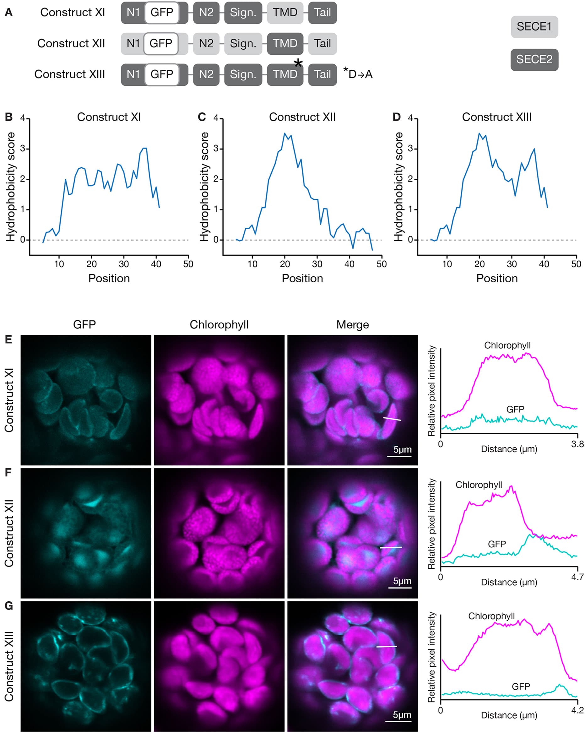 (A) Diagrams depicting constructs XI, XII, and XIII. SECE1 sequences are indicated with light gray and SECE2 sequences with dark gray; N1 and N2: N-terminal regions; GFP: green fluorescent protein; Sign.: signature domain; TMD: linker plus transmembrane domain; Tail: C-terminal tail. The asterisk indicates the location of a D to A amino acid substitution. (B–D) Hydrophobicity profiles of the linker, TMD, and tail regions of the proteins encoded by (B) construct XI, (C) construct XII, and (D) construct XIII. (E–G) Leaf protoplasts from 4–5 week old wildtype (Columbia ecotype) plants were transfected with (E) construct XI, (F) construct XII, or (G) construct XIII. The images show GFP fluorescence (cyan), chlorophyll fluorescence (magenta), merged images, and relative pixel intensity diagrams that correspond with the white lines on the merged images.