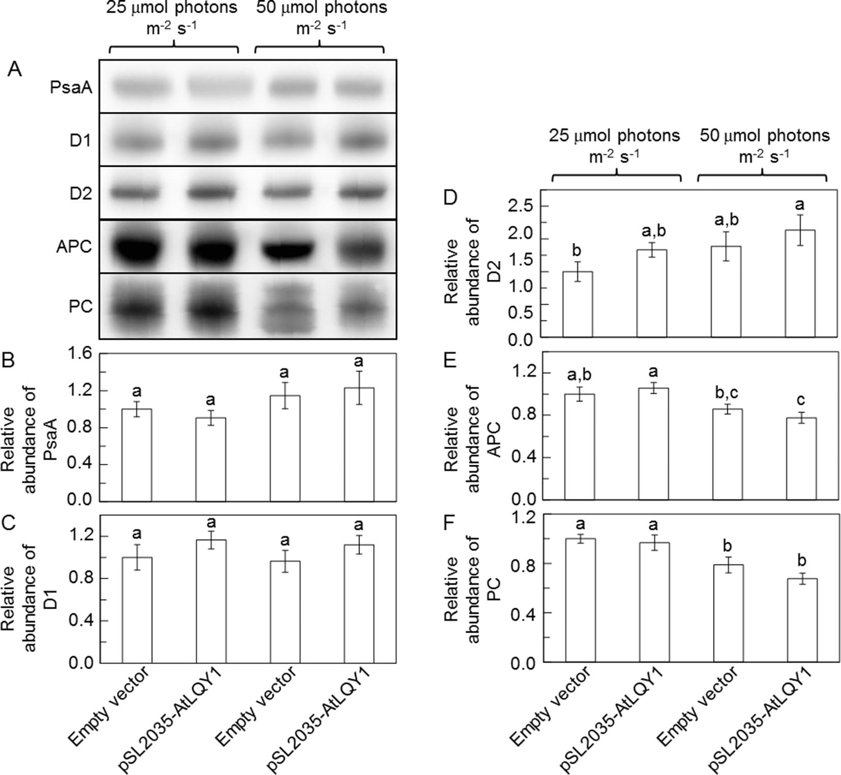(A) Representative immunoblots of PSI core protein PsaA, PSII core proteins D1 and D2, and phycobilisome proteins APC and PC. Total protein samples were loaded on an equal culture OD730 basis. (B−F) Relative abundances of PsaA, D1, D2, APC, and PC proteins. Data are presented as mean ± SE (n = 3 independent biological replicates). Values not connected by the same lowercase letter are significantly different (Student’s t-test, p < 0.05).