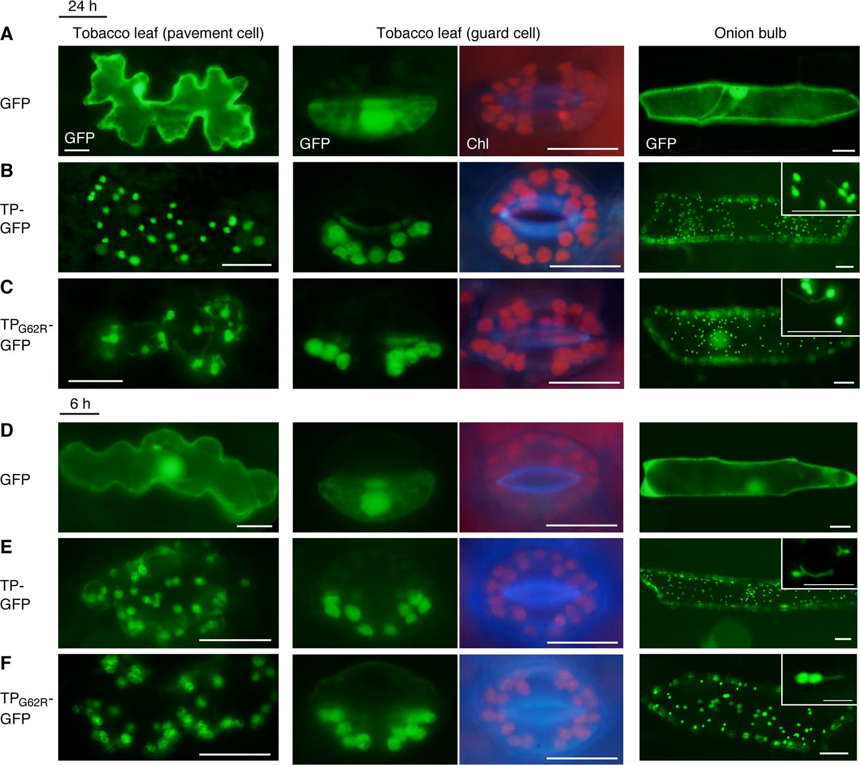 GFP with or without a PARC6 transit peptide (TP) sequence from Col or parc6-5 (TPG62R) was transiently expressed in tobacco and onion cells by particle bombardment. (A–F) Epifluorescence microscopy images of tobacco leaf pavement cells and guard cells and onion epidermal cells at 24 h (A–C) or 6 h (D–F) post-bombardment. GFP fluorescence, chlorophyll autofluorescence (Chl), and merged images are shown. Scale bars: 20 µm (all guard cells and insets); 50 µm (others).