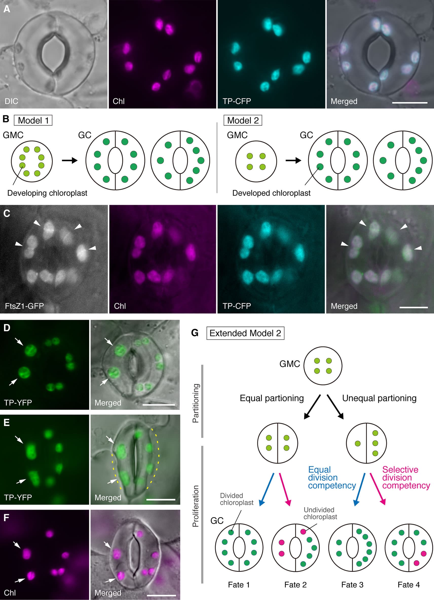(A) A typical stoma (GC pair) in abaxial epidermis of the Arabidopsis leaf blade expressing a stoma-targeted fusion of the transit peptide (TP) with cyan fluorescent protein (CFP; TP-CFP). (B) Two models of chloroplast number determination in GCs, involving either chloroplast partitioning (model 1) or both chloroplast proliferation and partitioning (model 2) during GC development from guard mother cells (GMCs). (C) A GC pair in adaxial epidermis of Arabidopsis leaf petiole expressing TP-CFP and FtsZ1 fused to the green fluorescent protein (GFP; FtsZ1-GFP). (D–F) GC pairs in abaxial epidermis of Arabidopsis leaf blade with (D, E) or without (F) the expression of TP fused to the yellow fluorescent protein (YFP; TP-YFP). (F) Chlorophyll autofluorescence (Chl) was used as a chloroplast marker. (G) Extended model 2, representing the involvement of equal and unequal chloroplast partitioning following GMC division and subsequent division of GC chloroplasts with equal (blue line) or selective (red line) division competency, which would result in four types of chloroplast number determination (Fates 1–4) during late stomatal development of Arabidopsis leaves. (A, C–F) Epifluorescence microscopy was performed with an Olympus IX71 inverted microscope using plant materials as previously described (Fujiwara et al., 2017, Fujiwara et al., 2018). Fluorescence signals of chlorophyll, CFP, GFP, and YFP are pseudo-colored in magenta, cyan, green (in merged image only), and green, respectively. Indications in panels are as follows: arrowhead, the FtsZ1 ring; arrow, enlarged GC chloroplast; dashed line, cell shape. Scale bar = 10 µm.