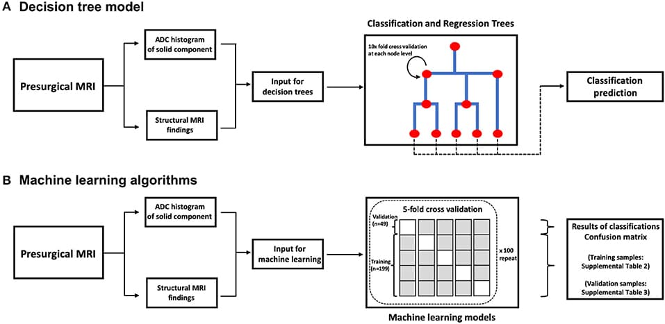A block diagram of decision tree model (A) and machine learning algorithms (B). ADC, apparent diffusion coefficient.