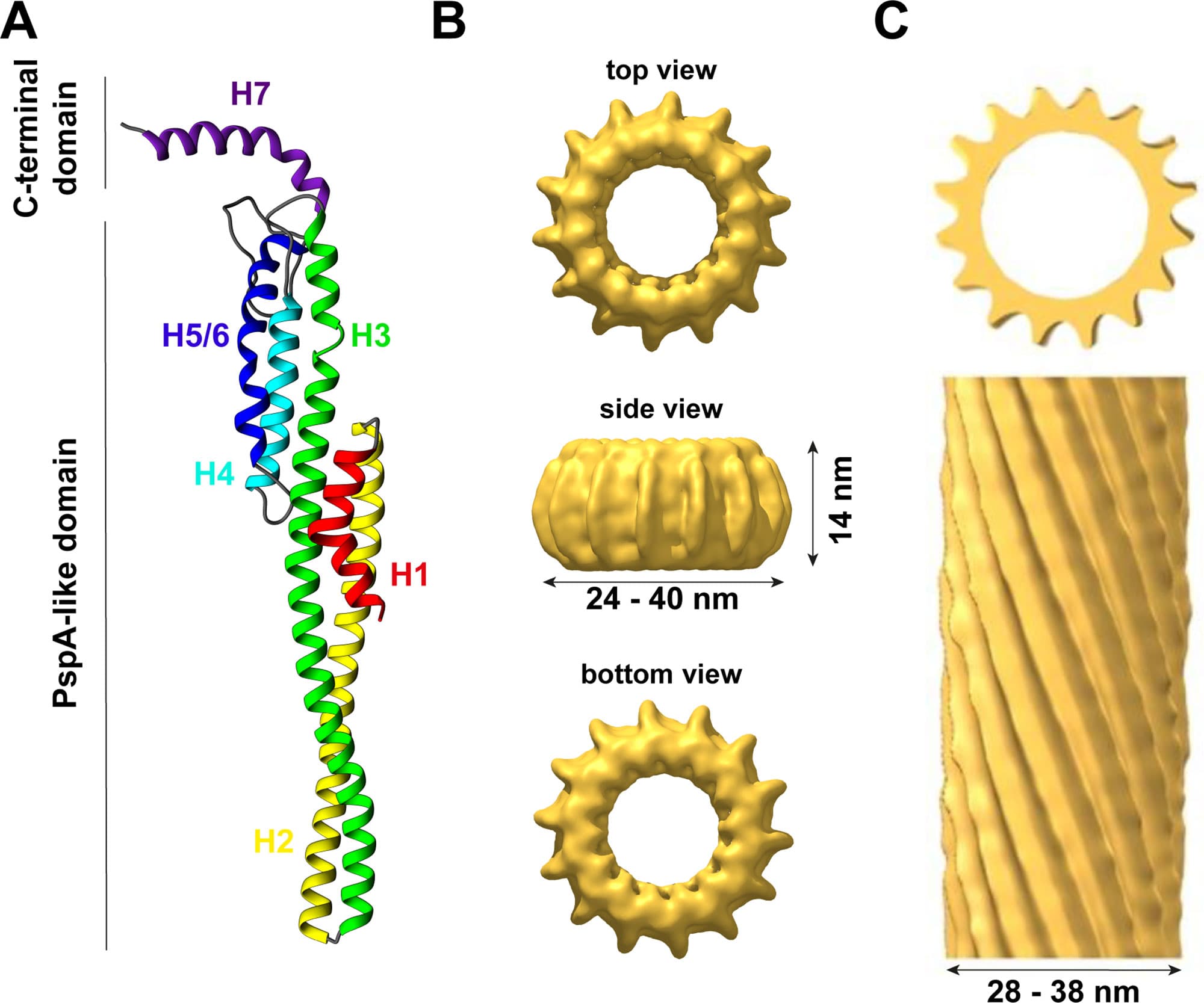 (A) IM30 is a predominantly α-helical protein with seven helices. Helix 1–6 form the PspA-like domain. IM30 can be discriminated from PspA by a C-terminal extension, which includes an additional helix. (B) IM30 forms ring-like homo-oligomers with diameters ranging from 24 to 40 nm and a height of 14 nm (EMDB:3740). (C) IM30 forms rod-like structures with typical diameters of 28–38 nm [adapted from (Theis et al., 2019); open-access license http://creativecommons.org/licenses/by/4.0/].