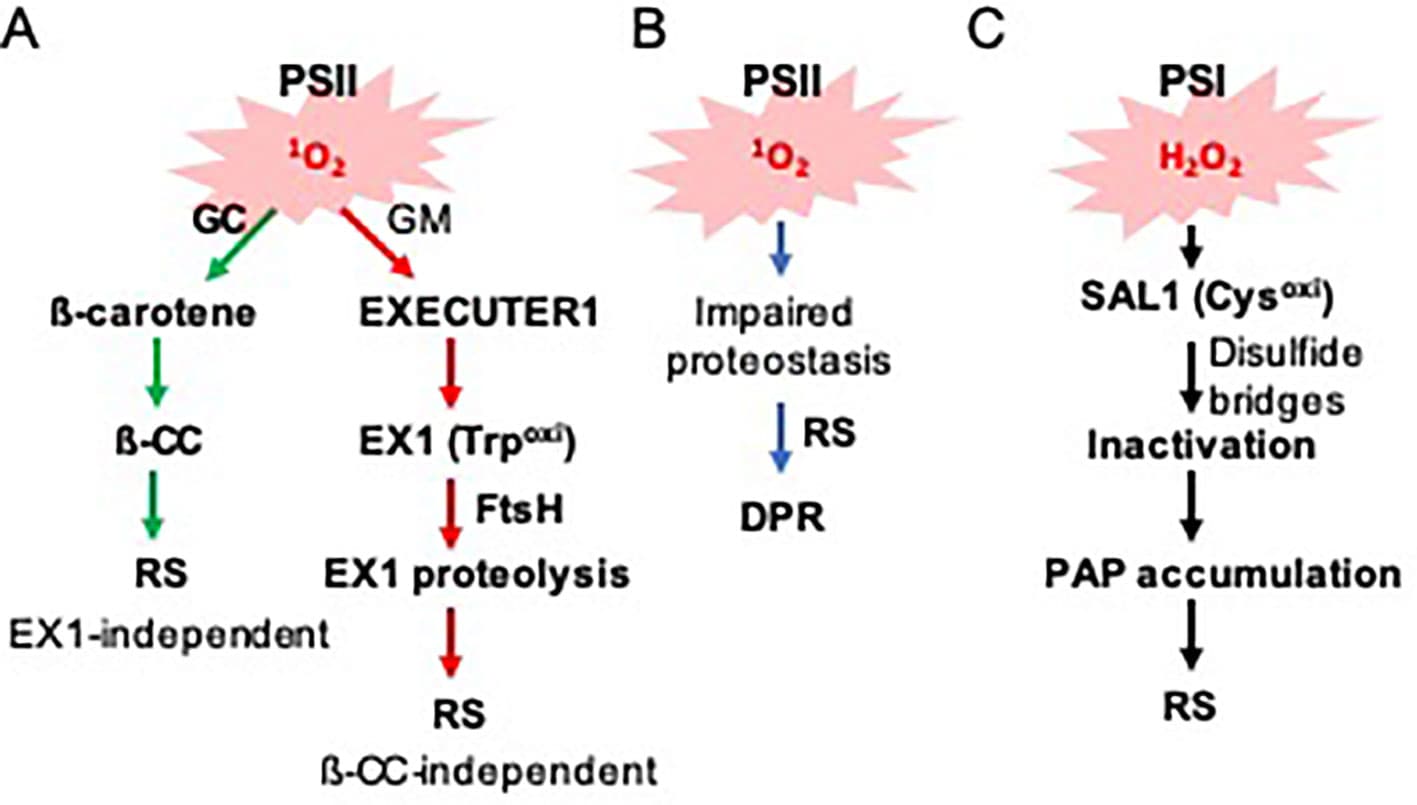 (A) PSII-associated 1O2 sensors beta-carotene and EX1 mediate RS in the grana core (GC) and grana margins (GMs), respectively. 1O2 oxidizes ß-carotene and EX1, resulting in the generation of ß-CC and EX1(Trp643oxi). While ß-CC serves as a volatile RS molecule, it is unclear how EX1(Trp643oxi) degradation alters the expression of 1O2-responsive nuclear genes. (B) 1O2 constantly damages PSII core proteins, which leads to the accumulation of damaged proteins in the chloroplasts of the var2 mutant. The impaired proteostasis triggers a DPR via an EX1-independent pathway. (C) PSI-driven ROS (such as H2O2) inactivate the SAL1 enzyme via intra- and/or inter-disulfide bond formation, leading to the accumulation of its substrate PAP. PAP then mediates RS.