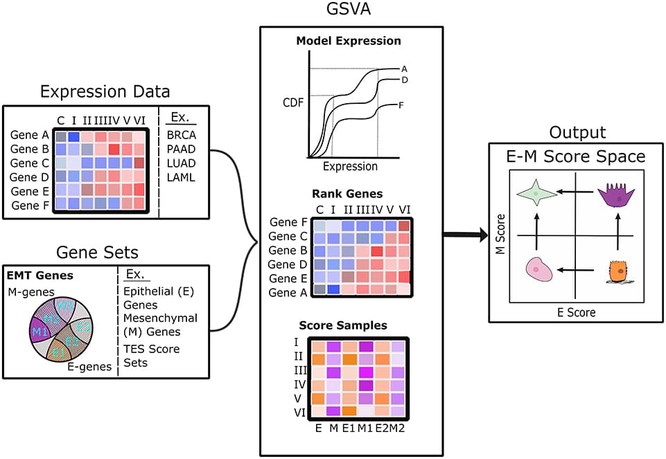 Diagram of the analysis pipeline to map transcriptome samples to E–M score space. The left panels show the scoring pipeline including transcriptomic data (top) and various gene sets (bottom). The center panels show a brief description of the GSVA scoring process that includes modeling gene expression as a cumulative distribution function, ranking of genes across samples, and the estimation of scores using Kolmogorov–Smirnov statistics. The right panel shows E–M score space annotated with possible cell states in each quadrant: terminal-E (lower right), terminal-M (upper left), hybrid intermediate (upper right), and characterless intermediate (lower left).