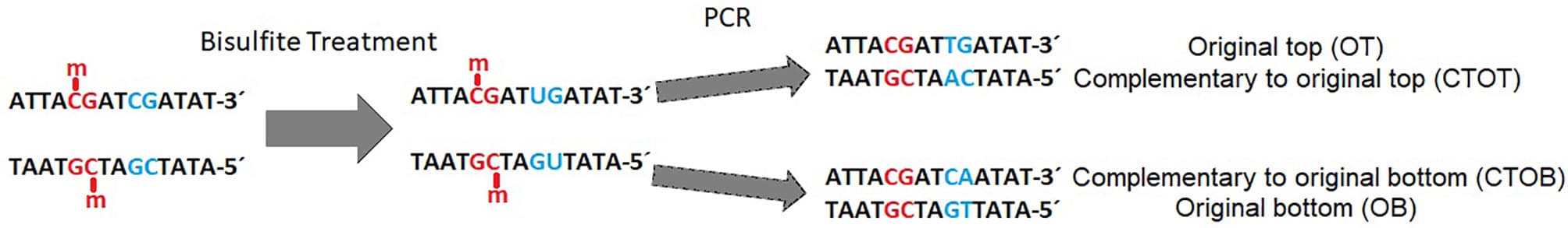 Methylated cytosine is not affected by bisulfite, whereas unmethylated cytosine is converted to uracil and further on to thymine during PCR in the original top strand, and to adenine in the complementary top strand [adapted from (Grehl et al., 2018)].