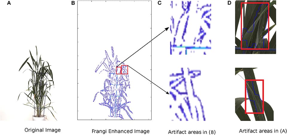 Example of suppression of leaf crossings using the Frangi Filter. From left to right: (A) original image of a wheat shoot, (B) Frangi filter-enhanced image, (C) examples of Frangi-enhanced regions, (D) examples of leaf crossings detected in the original image.