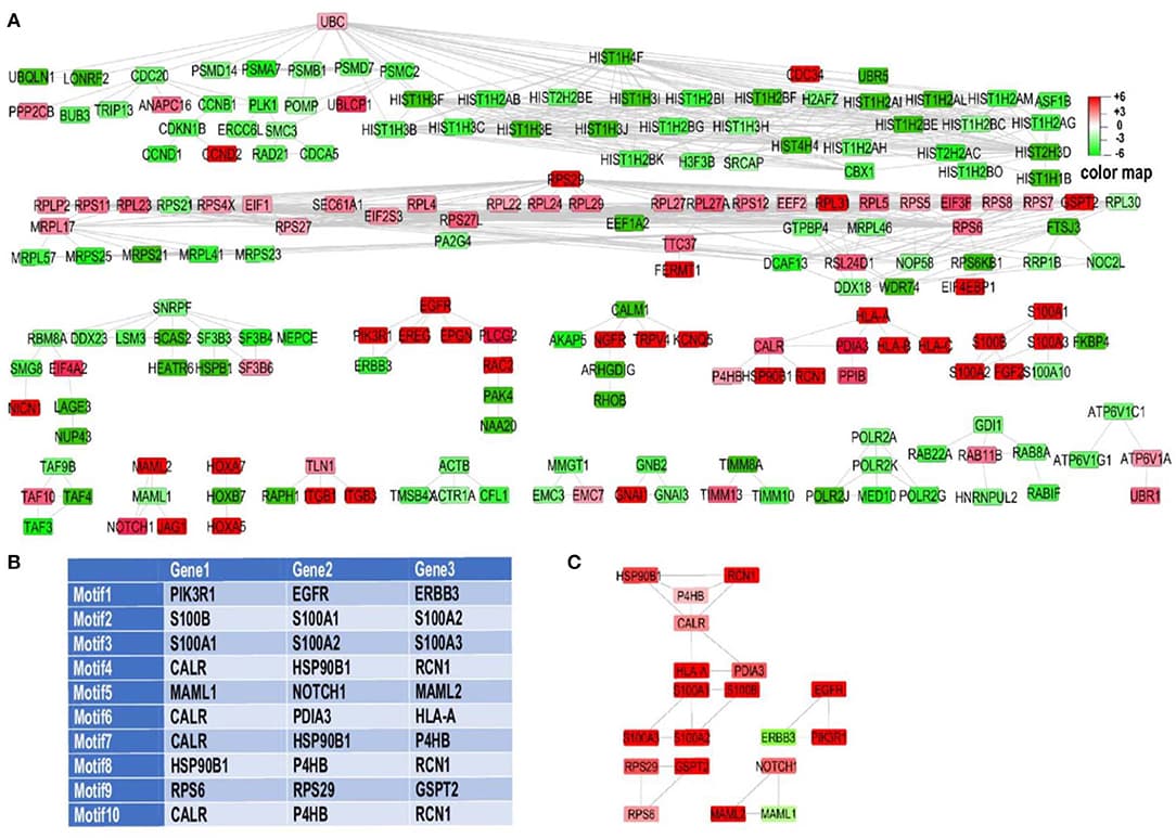 RNA sequencing motif analysis unravels EMT related genes involved in acid adaptation. (A) Experimentally validated gene regulatory networks of differentially expressed genes. For better visualization Y files layout algorithm of cytoscape was used to organize the network. Two node interactions and disconnected nodes were ommited. (B) Top ten ranked motifs of our network, directed toward EMT. (C) Top 10 explored motifs based on ranking analysis were merged together. The association of some of genes like P4HB and CALR in multiple motifs which present in top 10 motifs leads to construct a small sub-network by merging of these motifs which leads to construct core regulatory subnetwork.