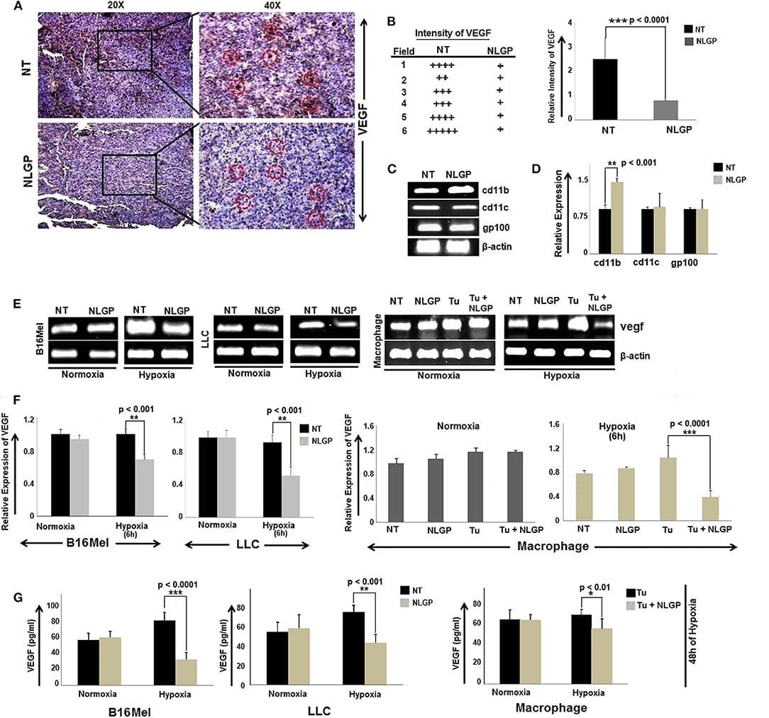 NLGP downregulates VEGF expression in tumor, cultured cancer cells and immune cells. (A) Immunohistochemical expression of VEGF in untreated and NLGP treated murine B16Mel tumor tissue. (B) Representative figures from tumor bearing (n = 6) hosts are presented in 20X and 40X magnification. Intensity of staining in six different fields from tumor sections of untreated and NLGP treated mice. Mean ± SD of staining intensity of VEGF are also shown. (C) Tumors from untreated and NLGP treated (1.5 μg/ml) C57BL6/J mice were cryosectioned and mRNA expression of cd11c, cd11b, gp100 genes after laser capture microdissection of VEGF positive zones were measured using RT-PCR, keeping β-actin as loading control. (D) A bar diagram represents the mean ± SD of relative expression of respective genes (n = 4). (E) Expression of vegf gene is shown in B16Mel, LLC and macrophages cultured in both normoxic and hypoxic conditions (6 h of NLGP and hypoxia exposure) (n = 6 for each cell type), keeping β-actin as loading control. (F) Bar diagrammatic representation show mean ± SD of relative expression of vegf from all untreated and NLGP treated cell lines. (G) A bar diagram showing mean ± SD (n = 6) of VEGF levels as measured by ELISA in B16Mel, LLC and macrophage cells obtained from both hypoxic and normoxic conditions, w/wo NLGP. Cells were pre-treated for 48 h in NLGP and kept in 12 h hypoxia. P-values showing significance of difference are indicated in respective bar diagrams.