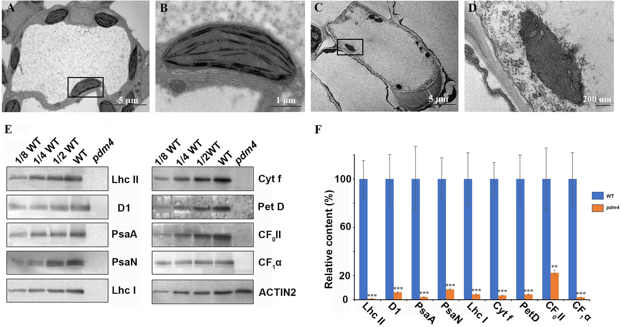 (A–D) The thylakoid membrane organization in the chloroplasts of wild type (A, B) and pdm4 (C, D). Scale bars: 5 μm in (A) and (C); 1 μm in (B), and 500 nm in (D). (E) Accumulation of representative subunits of photosynthetic protein complexes determined by western blot analysis with specific antibodies. Total proteins from wild-type and pdm4 seedlings were extracted and separated by 15% SDS-PAGE. Probes used specific anti-Lhc II, anti-D1, anti-PsaA, anti-PsaN, anti-Lhc I, anti-Cyt f, anti-Pet D, anti-CF0 II, anti-CF1α, and anti-ACTIN antibodies. (F) Semi-quantitative analysis of chloroplast proteins. After immunoblot analysis, the average signal intensities for each protein were quantified by the ImageJ software for three independent times. The protein relative contents (per unit of total protein) were determined and compared. Error bars represent standard errors. The relative protein level of pdm4 mutants was obtained when protein level of wild type was set to 100. Similar result to that presented in (E) was obtained from three independent experiments. Results from a representative experiment are shown. The asterisks indicate significant differences between WT and pdm4 (Student’s t test; **p < 0.01; ***p < 0.001).