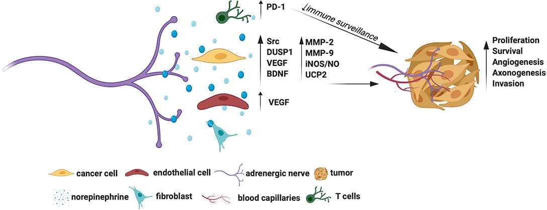 Molecular mechanisms for the tumor promoting actions of adrenergic signals.