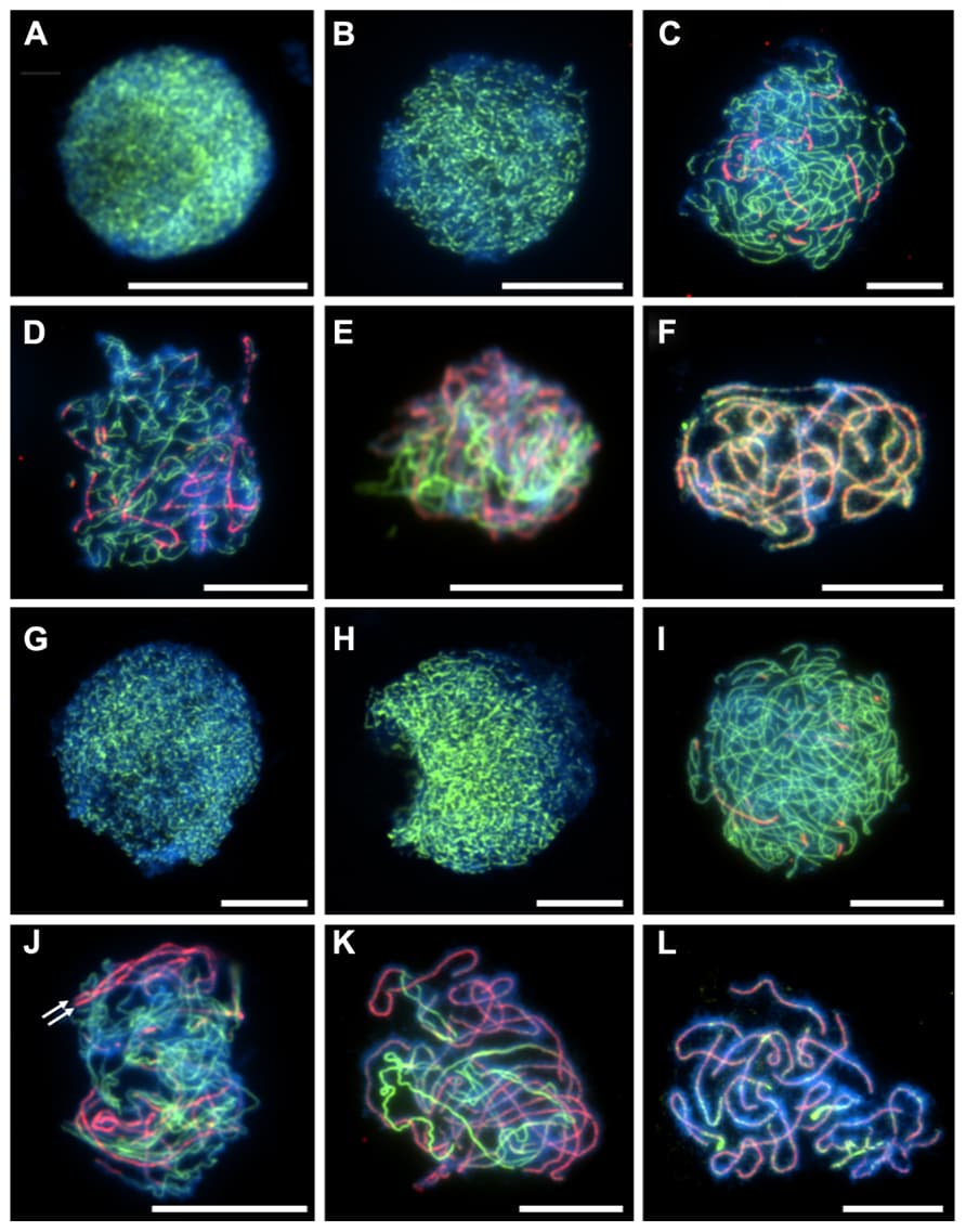 Immunolocalization of meiotic chromosome axis protein ASY1 (green) and synaptonemal complex transverse filament protein ZYP1 (red) in diploid and tetraploid Arabidopsis arenosa. G2 to pachytene in diploid (A–F) and tetraploid (G–L). G2 (A,G), leptotene (B,H), early zygotene (C,I), mid-zygotene (D,J), late-zygotene (E,K), pachytene (F,L). White arrows in (J) highlight parallel ZYP1 stretches. Chromosomes have been stained with DAPI (blue) and bar = 10 μm.
