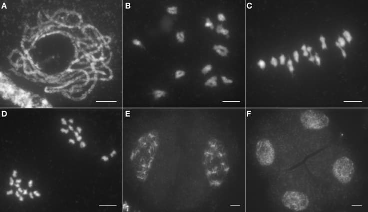 Male meiosis in wild type. (A) Pachytene; (B) Diakinesis; (C) Metaphase I; (D) Anaphase I; (E) Dyad; (F) Tetrad. Bars, 5 μm.