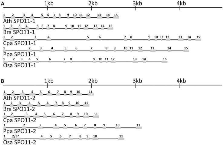 The in-scale exon–intron organization of SPO11-1 (A) and SPO11-2 (B) for five analyzed species. Ath, Arabidopsis thaliana; Bra, Brassica rapa; Cpa, Carica papaya; Ppa, Physcomitrella patens; Osa, Oryza sativa. Coding regions are represented by gray boxes. The introns are represented by black lines. * Intron 2 has been lost in OsaSPO11-2. For a better comparison exon 2 was marked with 2 and 3 due to their fusion.