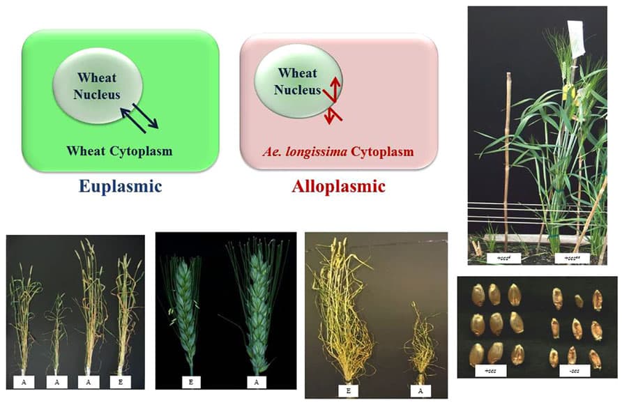Examples of euplasmic and alloplasmic wheat lines. Top part of the figure is a diagrammatic representation of a euplasmic (true cytoplasm) and alloplasmic (alien cytoplasm, e.g., Aegilops longissima) lines of wheat. Euplasmic communication can take place between nucleus and cytoplasm as indicated by the arrows. Alloplasmic communication between nucleus and cytoplasm can be disrupted as indicated by opposing arrows. Bottom part of the figure provides examples of alloplasmic plants and the influence of cytoplasm on development. The first and third pictures are examples of cytoplasmic influence on vigor, middle figure is the influence on fertility and the two right most figures (both top and bottom) illustrate the influence of a single nuclear locus (species cytoplasm specific or scs) on seed and plant development in alloplasmic condition. In all cases A = alloplasmic and E = euplasmic.