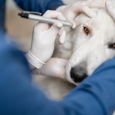 Insights in Veterinary Neurology and Neurosurgery: 2022