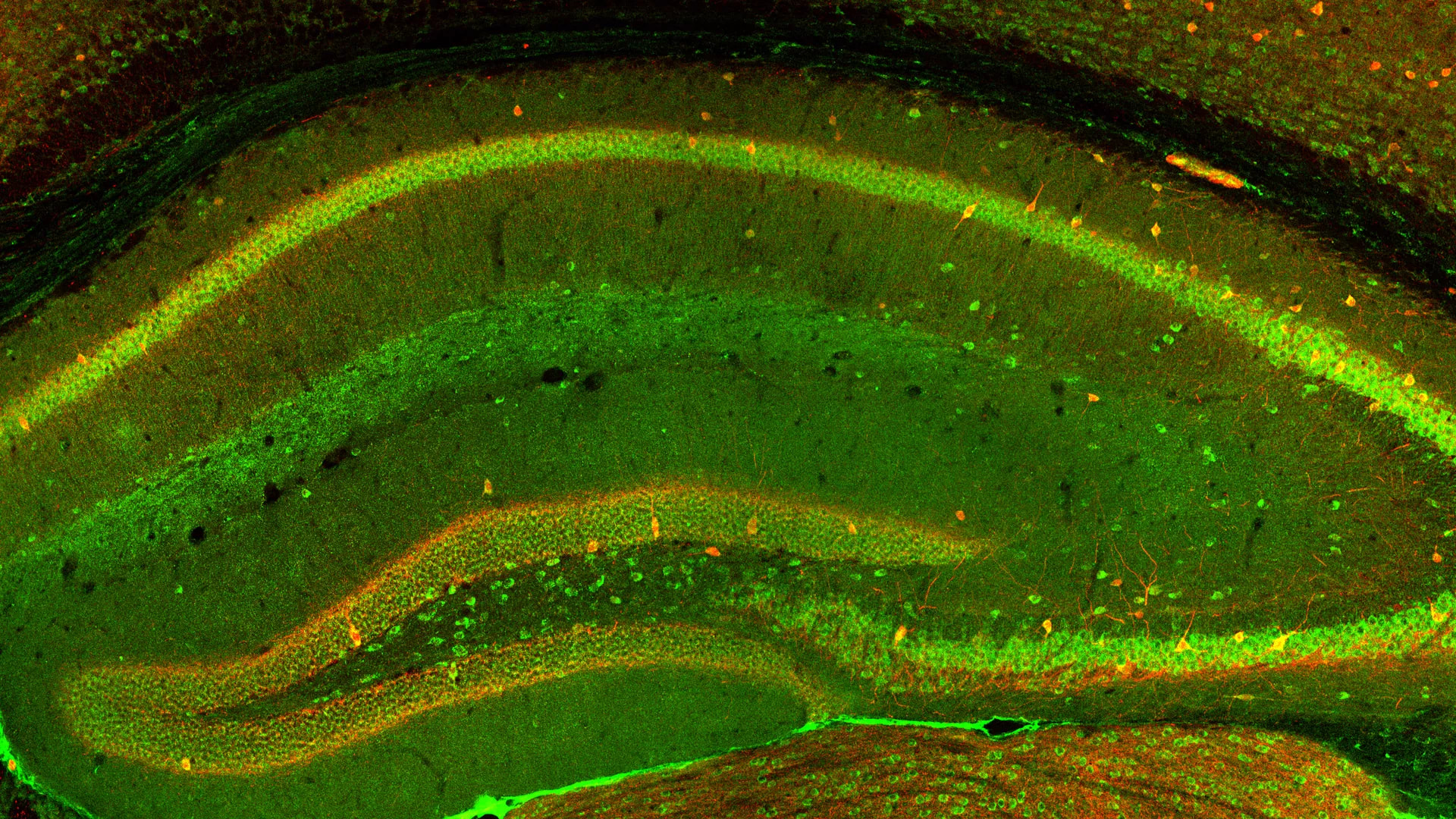 Cover image for "Reviews in Cellular Neurophysiology 2022: Neurophysiological mechanisms in the developing and adult rodent brain"