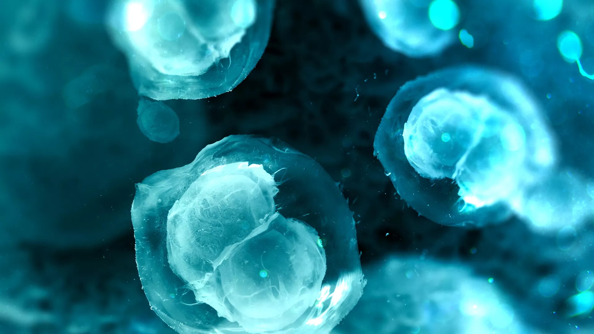 Cover image for "Functional Heterogeneity of Stem Cells"