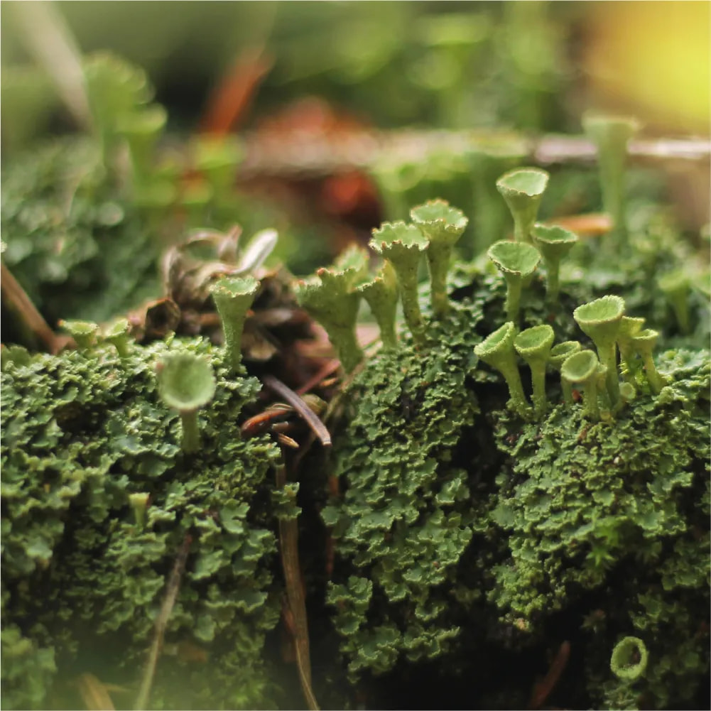Cover image for research topic "Symbiotic Relationships as Shapers of Biodiversity"