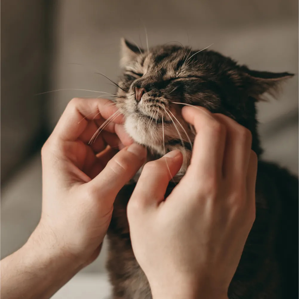 Cover image for research topic "Exploring Cats: Their Behaviors and Human-Cat Interactions"