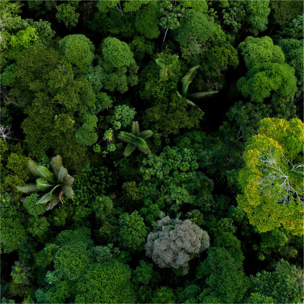 Cover image for research topic "Plant competition in a changing world"