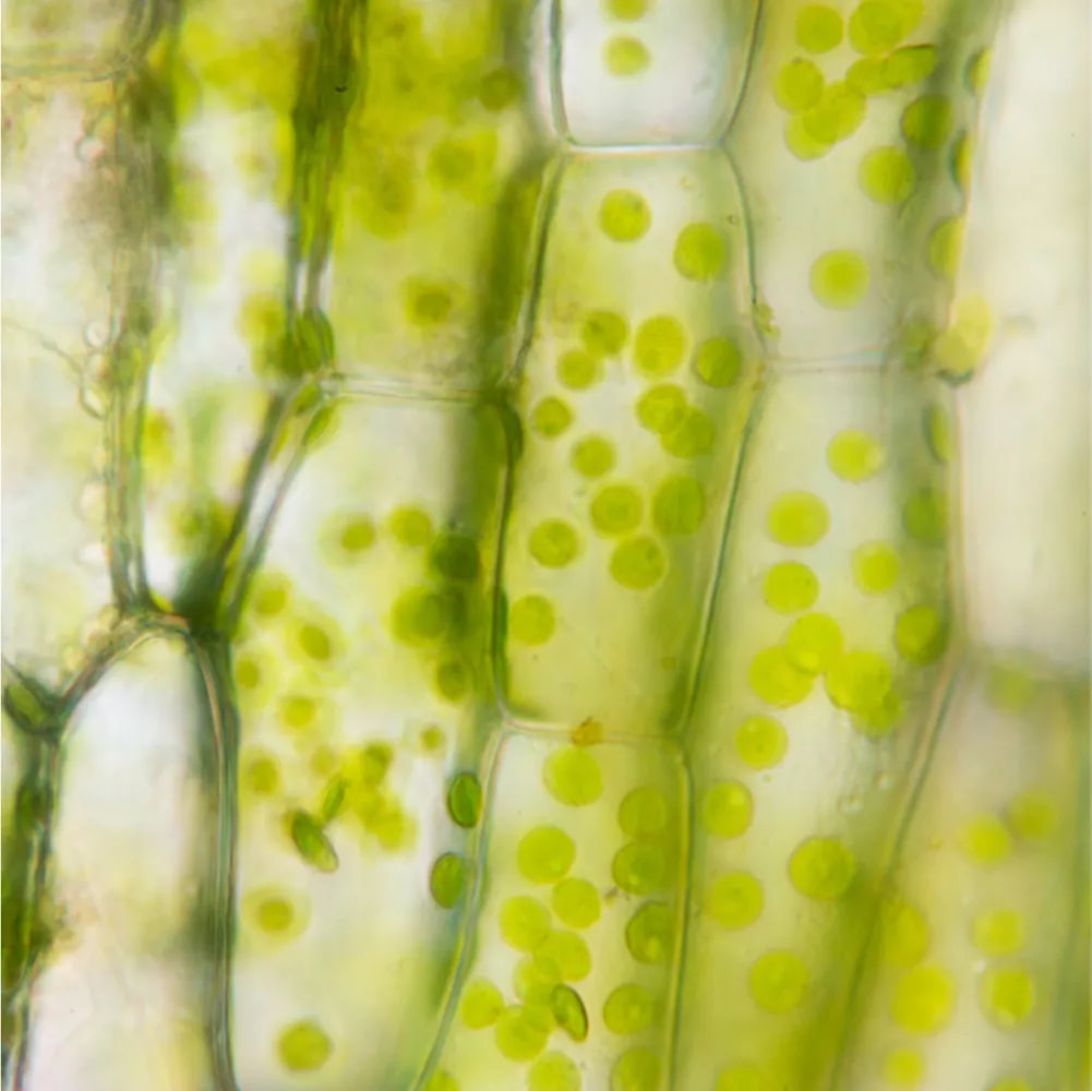 Cover image for research topic "Plant-derived natural compounds in drug discovery: The prism perspective between plant phylogeny, chemical composition, and medicinal efficacy"