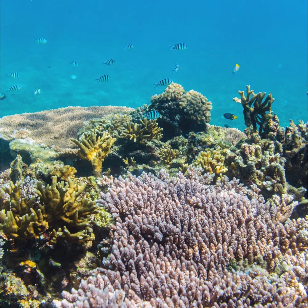Cover image for research topic "Changing Biogeochemical and Ecological Dynamics in the South China Sea in Times of Global Change"