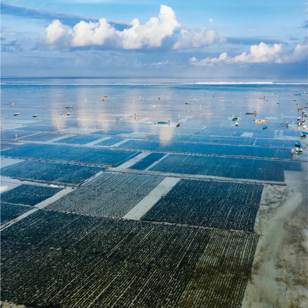 Cover image for research topic "Blue Economy and Ocean Sustainable Development in a Globalised World: Social, Political, Economic and Environmental Issues"
