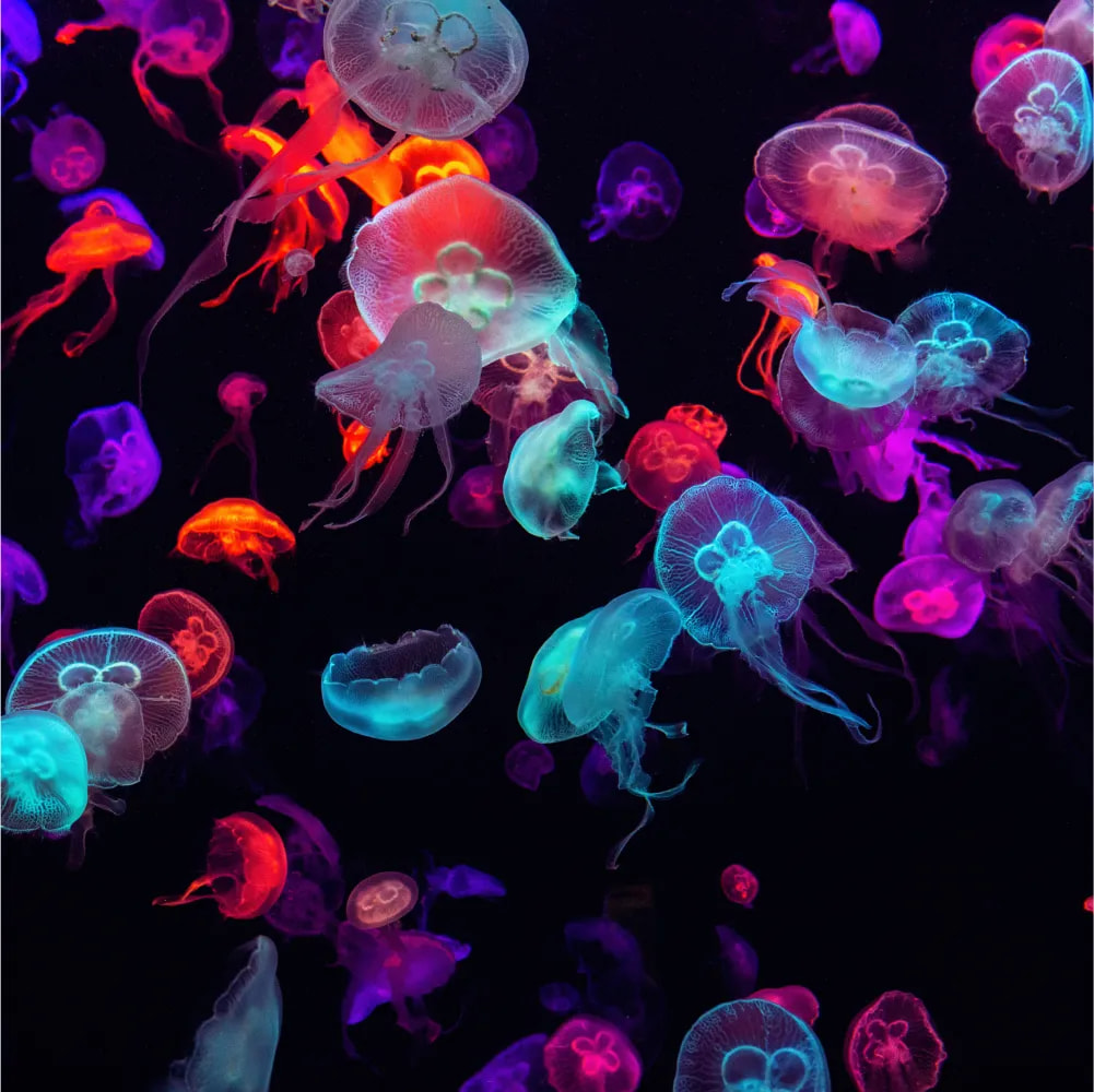 Cover image for research topic "Colour and Light in the Ocean, volume II"