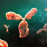 Cover image for "New insights into Interferons and Proinflammatory Cytokines in Lupus"
