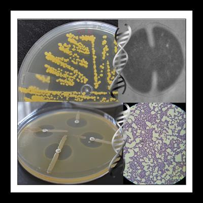 Cover image for research topic "Antimicrobial Resistance As a Global Public Health Problem: How Can We Address It?"