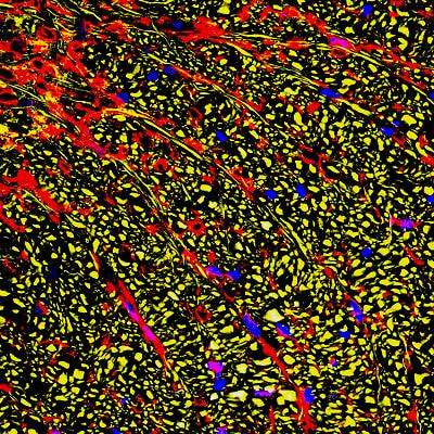 Cover image for research topic "Innovative Imaging Techniques in Preclinical Models of Neurodegenerative Diseases"