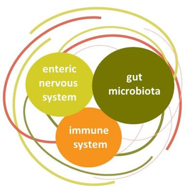 Cover image for research topic "The Gut Microbiota Orchestrates The Neuronal-Immune System"