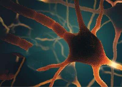 Cover image for research topic "Epilepsy and Neurodevelopmental Diseases"