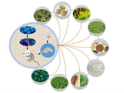 Cover image for research topic "Heterologous Protein Expression and Production Platforms: The How, Now and Wow of It"