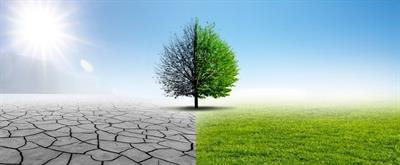 Cover image for research topic "Drought-induced Forest and Tree Mortality"