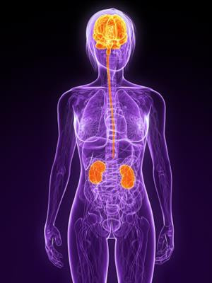 Cover image for research topic "Renal Injury and the Brain"