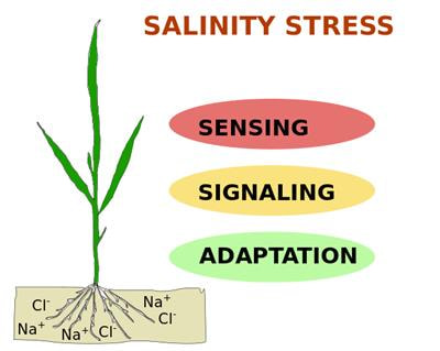 Cover image for research topic "New Insights into Salinity Sensing, Signaling and Adaptation in Plants"