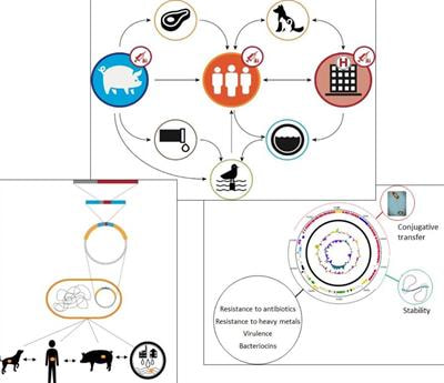 Cover image for research topic "Characterization Of Mobile Genetic Elements Associated With Acquired Resistance Mechanisms"