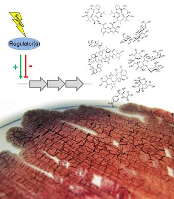 Cover image for research topic "Regulation of Antibiotic Production in Actinomycetes"