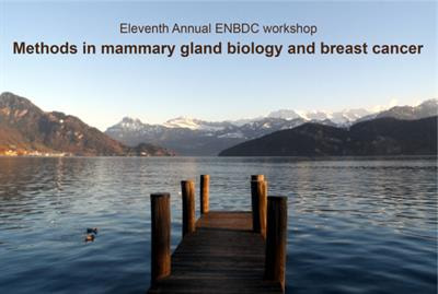 Cover image for research topic "Perspectives in Mammary Gland Development and Breast Cancer Research"