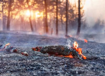 Cover image for research topic "Fire and the Forest Soil-Carbon Cycle – Direct Impacts, Controls, and Ecosystem Feedbacks"