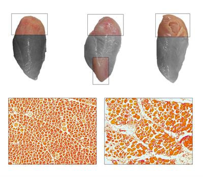 Cover image for research topic "Avian Muscle Development and Growth Mechanisms: Association with Muscle Myopathies and Meat Quality"