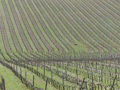 Cover image for research topic "Biogeosciences and Wine: the Management and Environmental Processes that Regulate the Terroir Effect in Space and Time"
